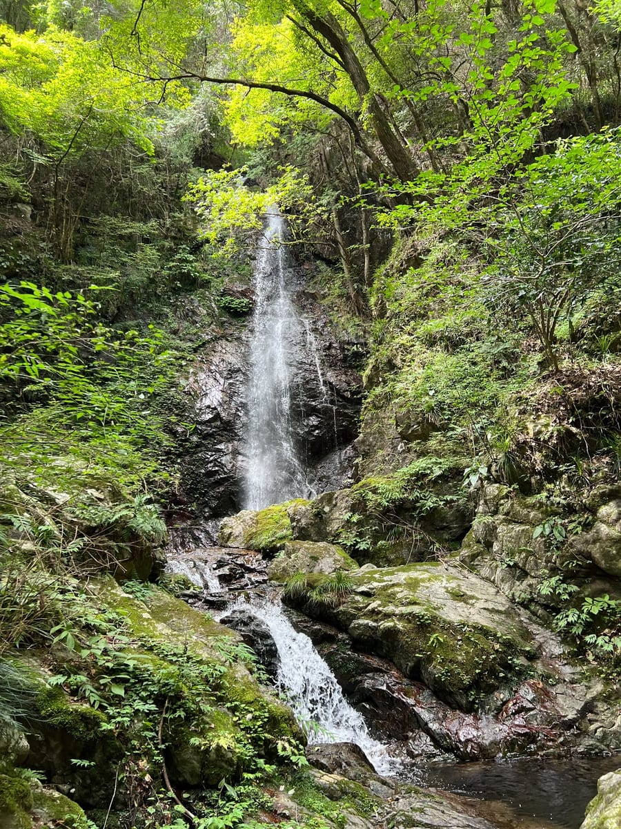 払沢の滝（檜原村）の新緑と滝つぼ（お客様投稿）